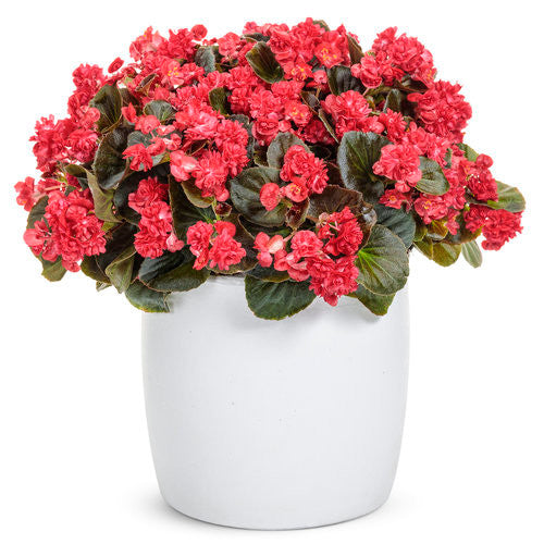 Begonia semperflorens 'Double Up™' Red' in decorative pot