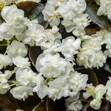 Begonia semperflorens 'Double Up™' White'