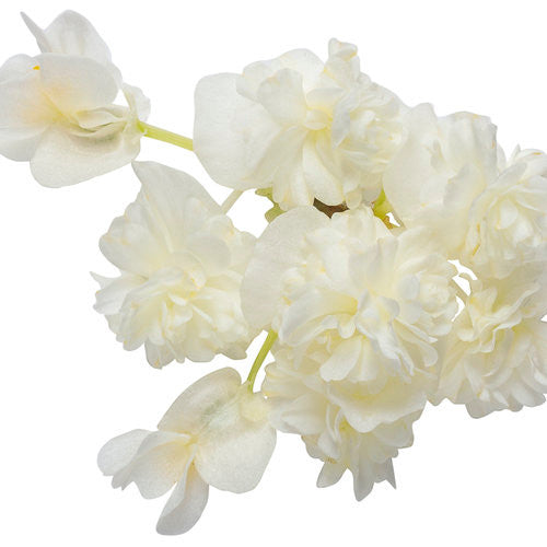 Begonia semperflorens 'Double Up™' White' flower