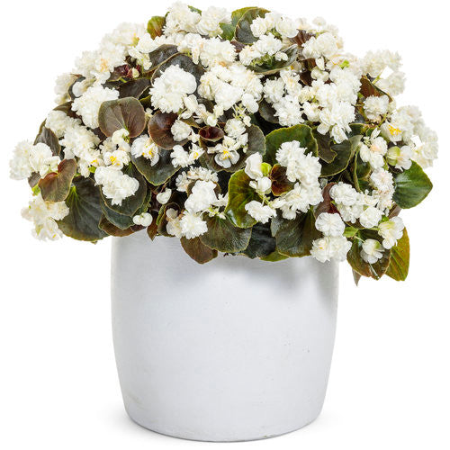 Begonia semperflorens 'Double Up™' White' in decorative pot