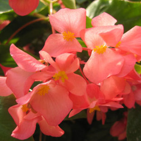 Begonia hybrid 'Dragon Wing® Pink'