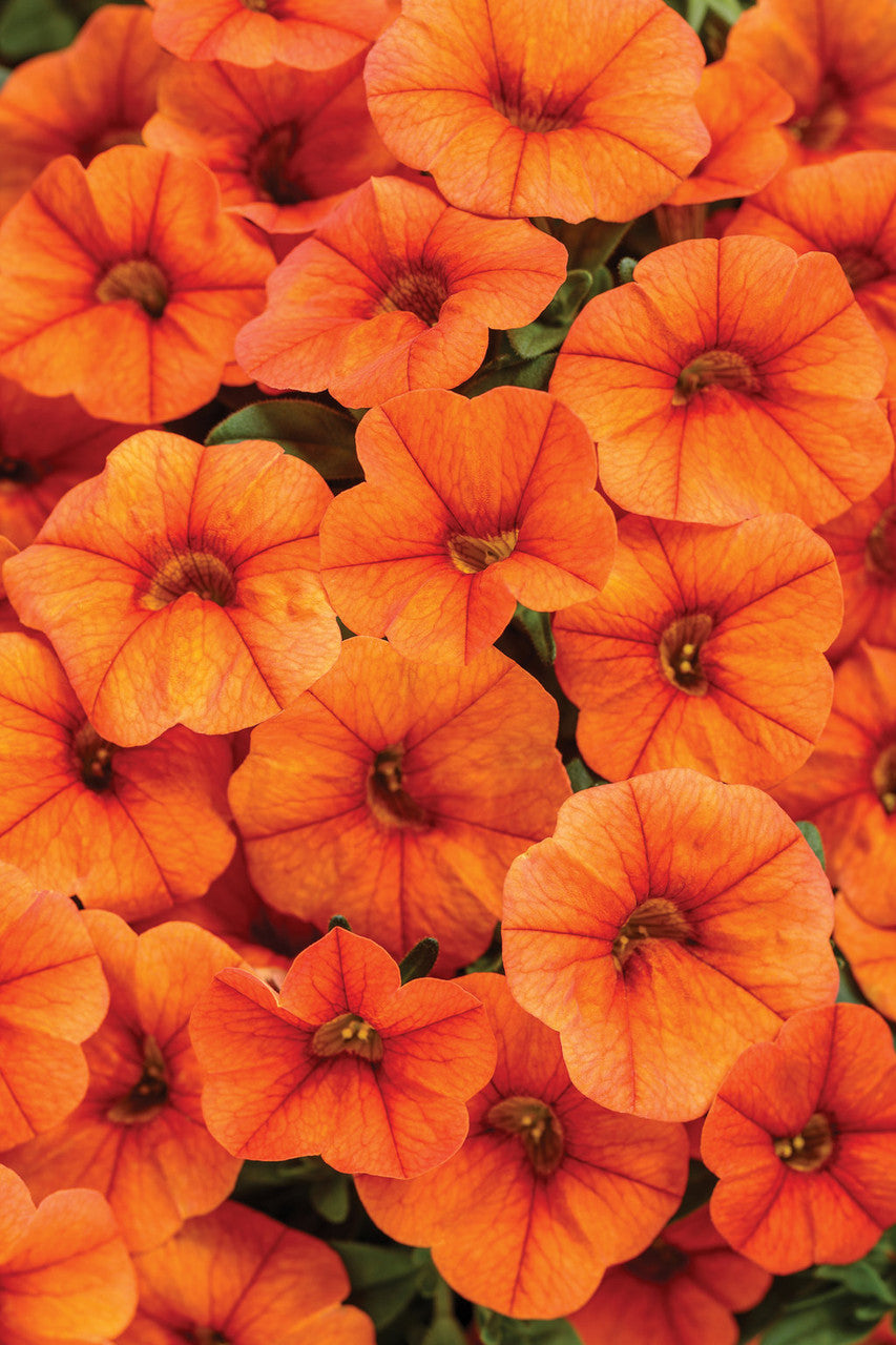 Calibrachoa hybrid 'Superbells® Dreamsicle®'