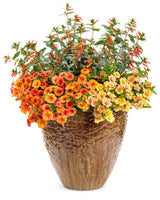 Calibrachoa hybrid 'Superbells® Dreamsicle®' combination