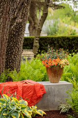 Calibrachoa hybrid 'Superbells® Dreamsicle®' combination