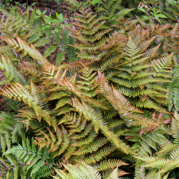 Dryopteris erythrosora 'Brilliance'