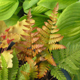 Dryopteris erythrosora 'Brilliance'