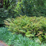 Dryopteris erythrosora 'Brilliance'