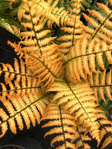 Dryopteris wallichiana 'Jurassic Gold'