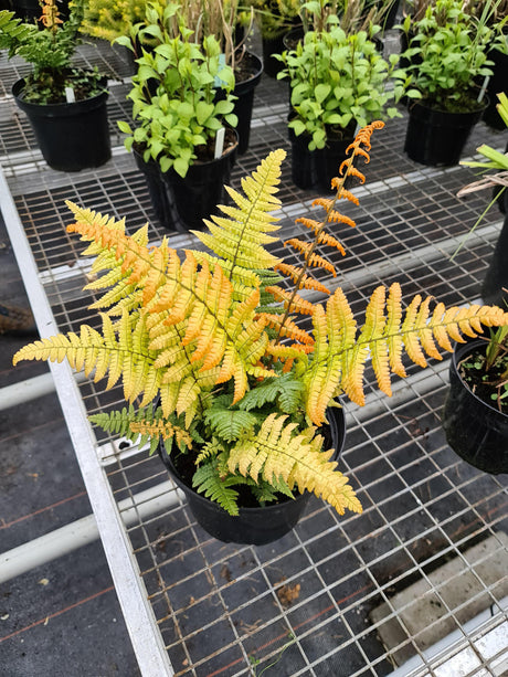 Dryopteris wallichiana 'Jurassic Gold'