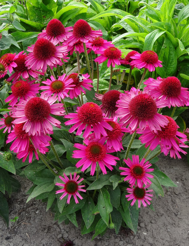 Group of pink flowers with green leaves on a natural background