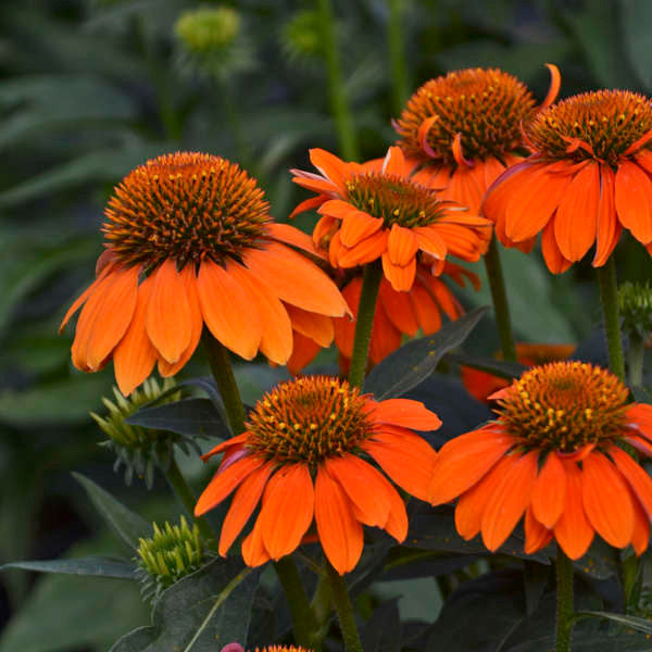 orange echinacea seeds Echinacea hybrida Sombrero 'Adobe Orange' – Romence Gardens & Greenhouses