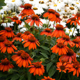 Echinacea hybrida Sombrero 'Adobe Orange'