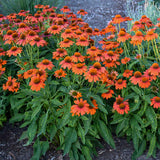 Echinacea hybrida Sombrero 'Adobe Orange'