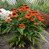 Echinacea hybrida Sombrero 'Adobe Orange'