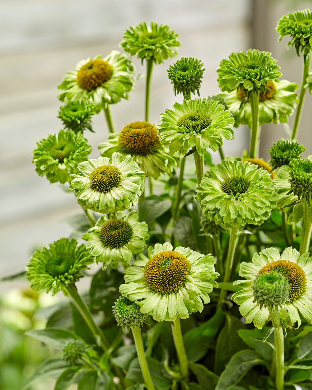 Echinacea 'SunSeekers Apple Green'