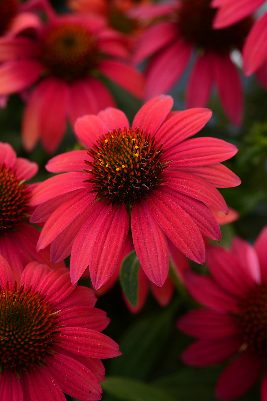 Echinacea hybrida Sombrero® 'Baja Burgundy'