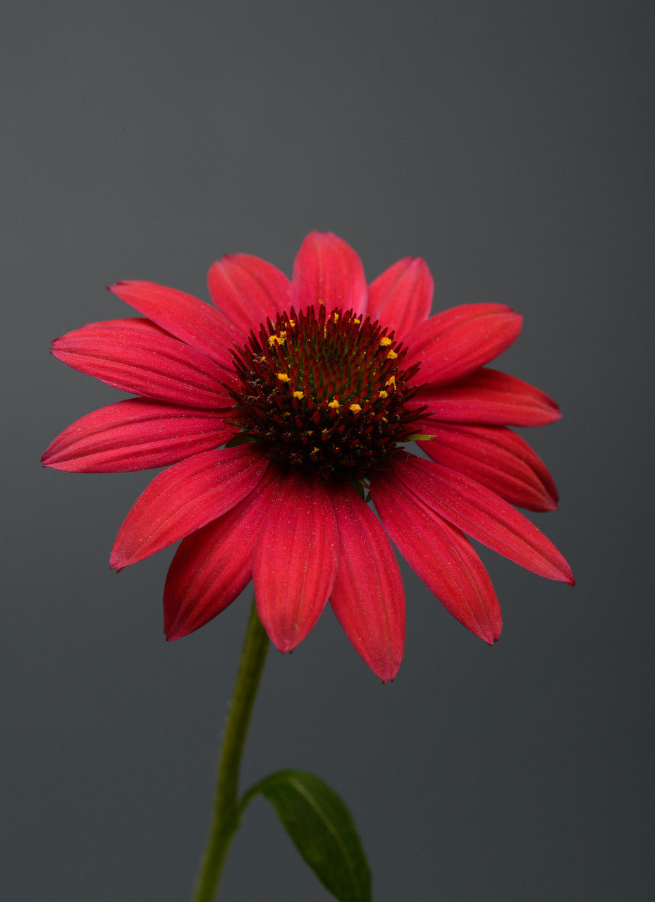 Echinacea hybrida Sombrero® 'Baja Burgundy'