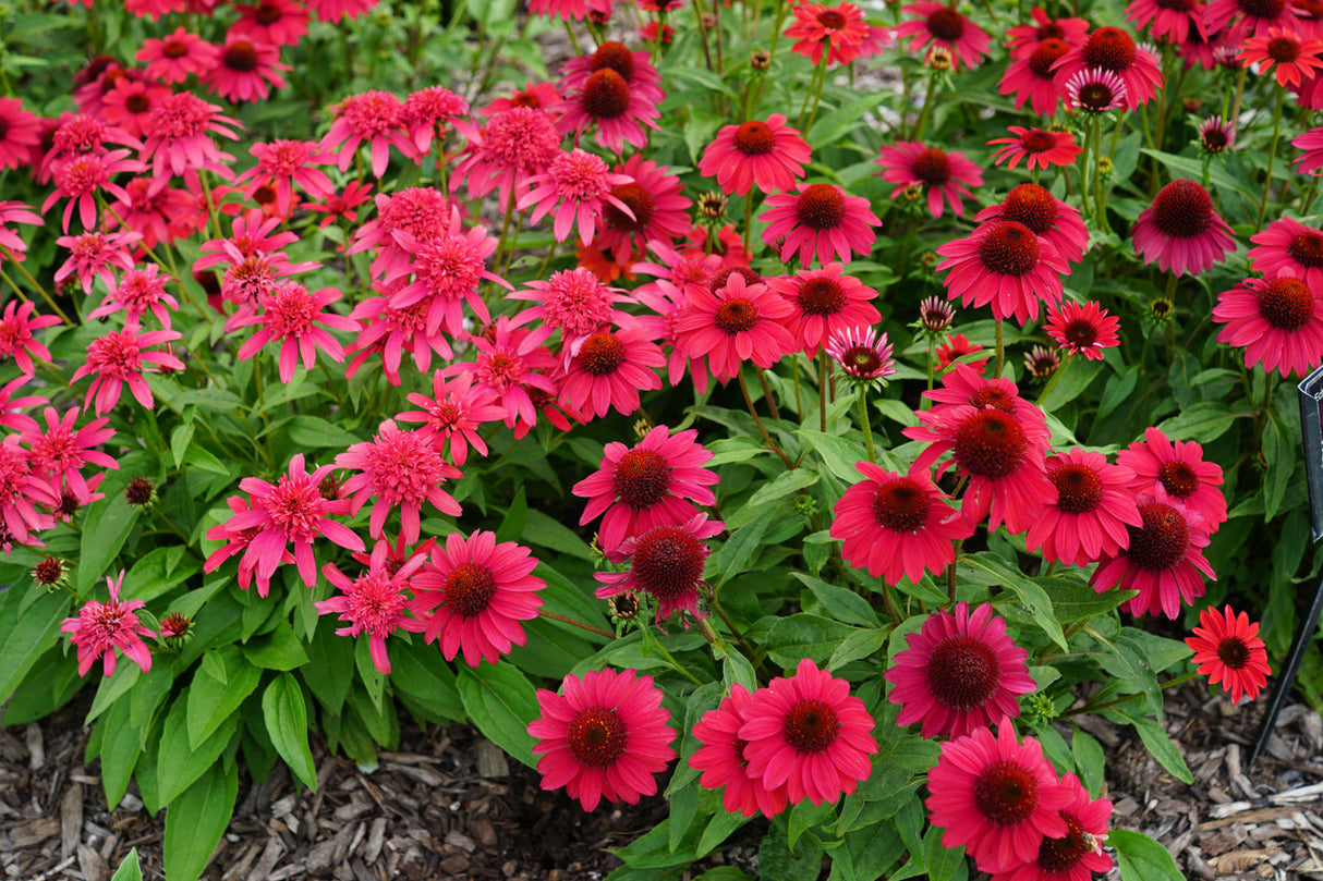 Echinacea hybrida Sombrero® 'Baja Burgundy'