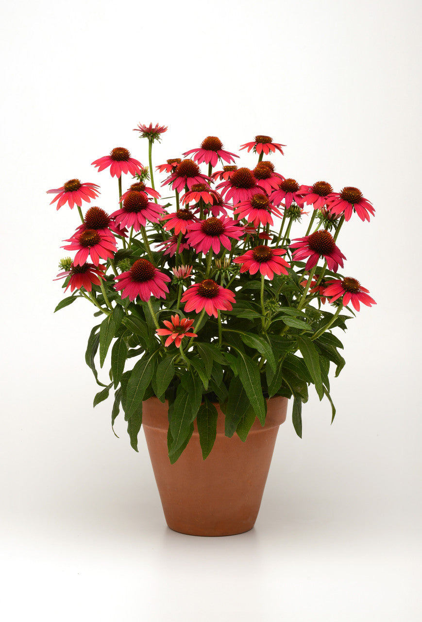 Echinacea hybrida Sombrero® 'Baja Burgundy'