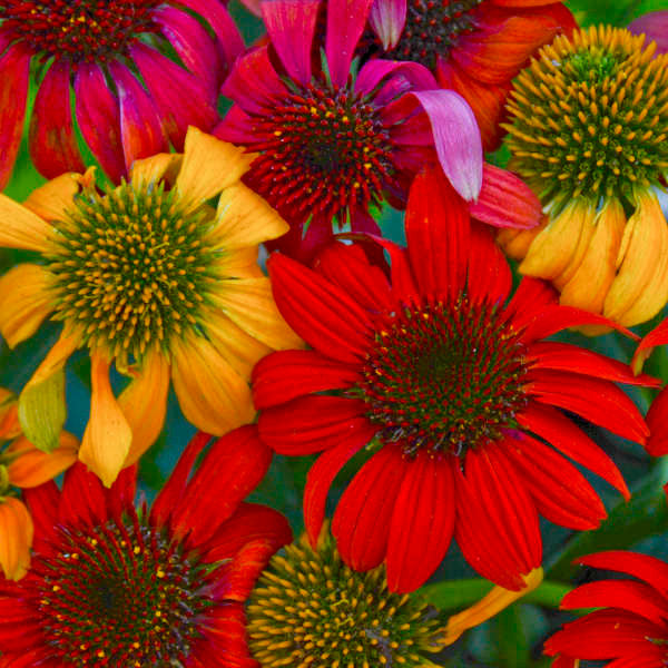 Echinacea 'Cheyenne Spirit'