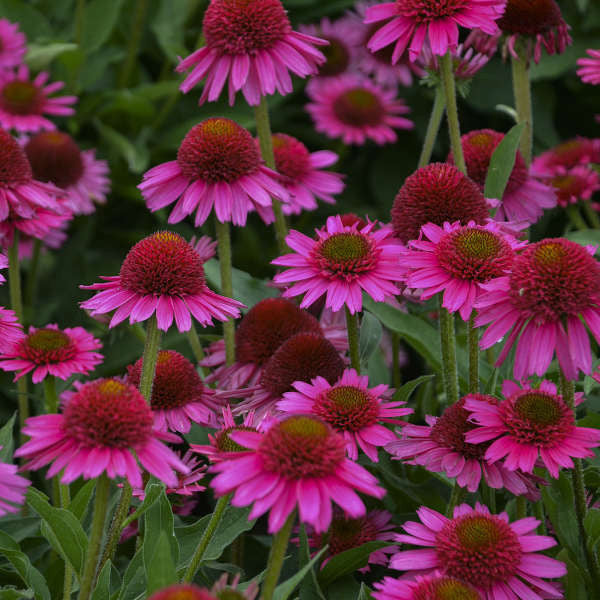 Echinacea purpurea 'Delicious Candy'