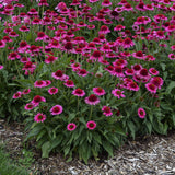 Echinacea purpurea 'Delicious Candy'