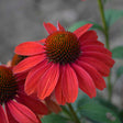 Echinacea Color Coded™ 'Frankly Scarlet'