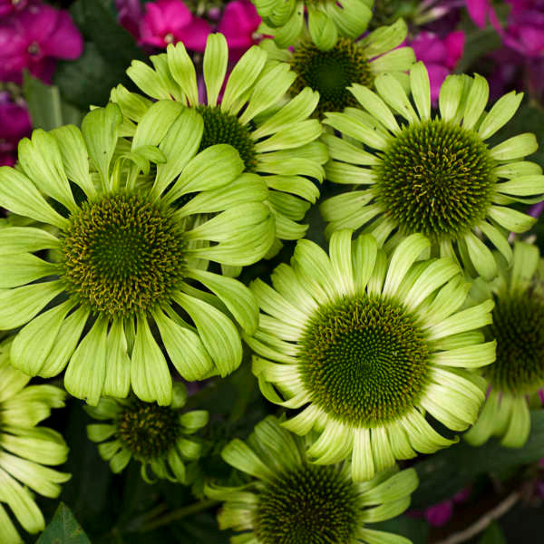 Echinacea purpurea 'Green Jewel'