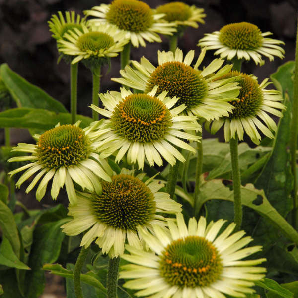 Echinacea purpurea 'Green Jewel'