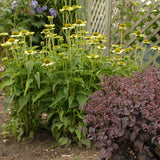 Echinacea purpurea 'Green Jewel'