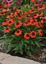 Echinacea hybrida Sombrero® 'Hot Coral'