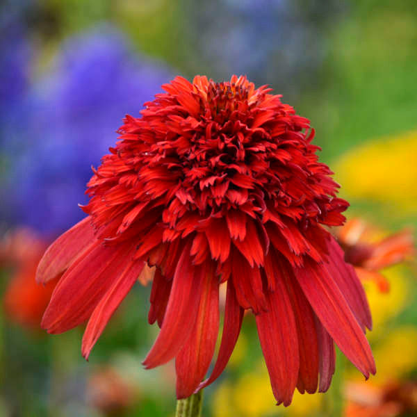 Echinacea CONE-FECTIONS™ 'Hot Papaya'