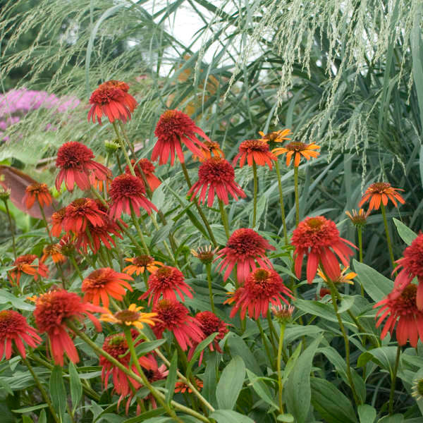 Echinacea CONE-FECTIONS™ 'Hot Papaya'