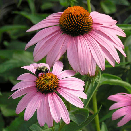 Echinacea purpurea 'Magnus'