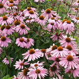 Echinacea purpurea 'Magnus'