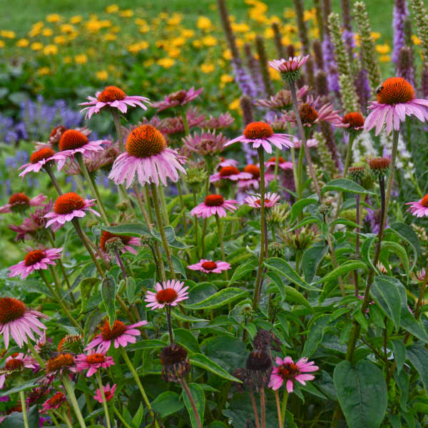 Romence Gardens Echinacea purpurea Magnus - Thumbnail 3