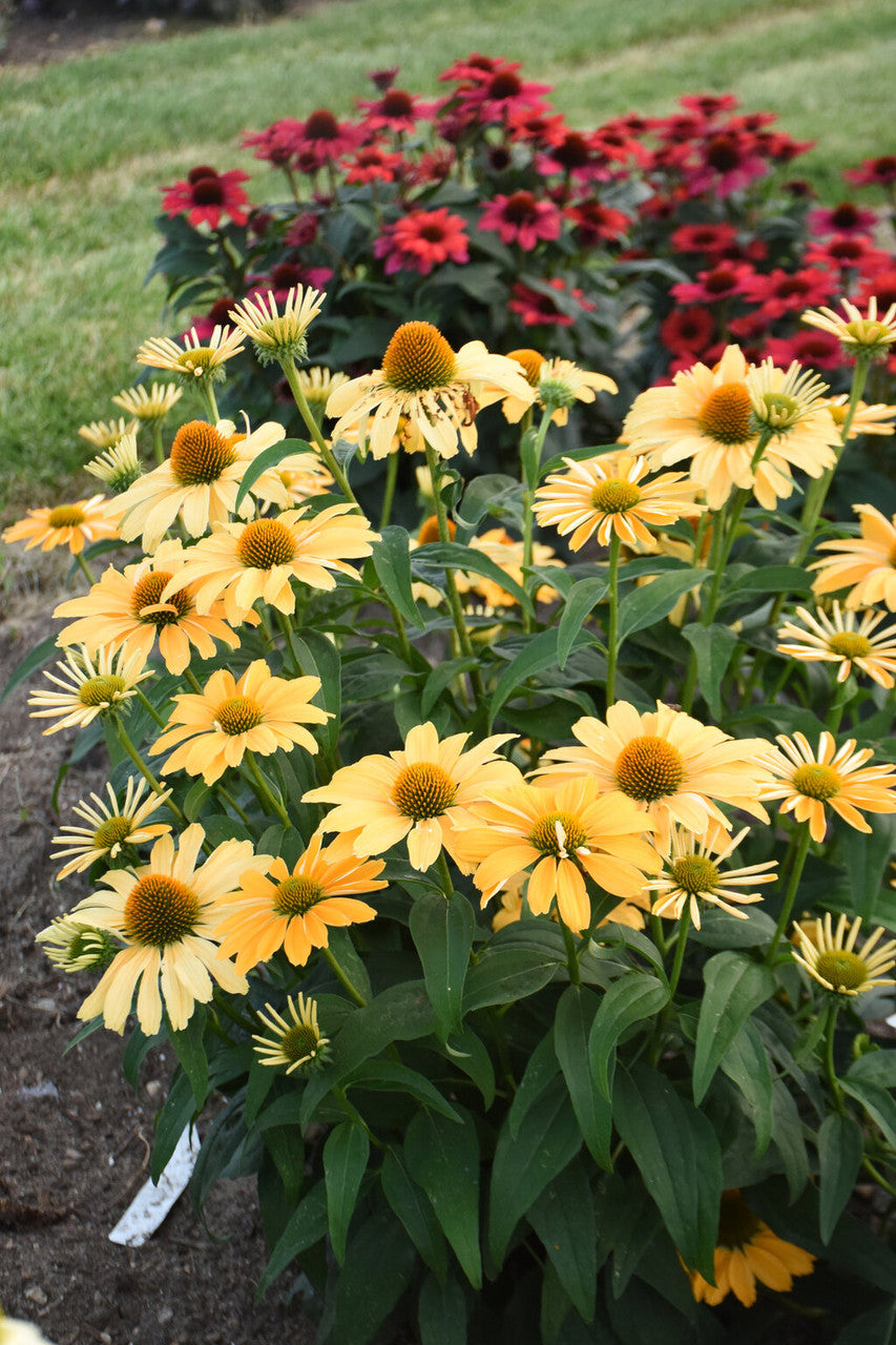 Echinacea COLOR CODED® 'One in a Melon' in landscape