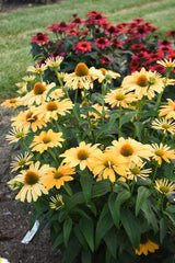 Echinacea COLOR CODED® 'One in a Melon' in landscape