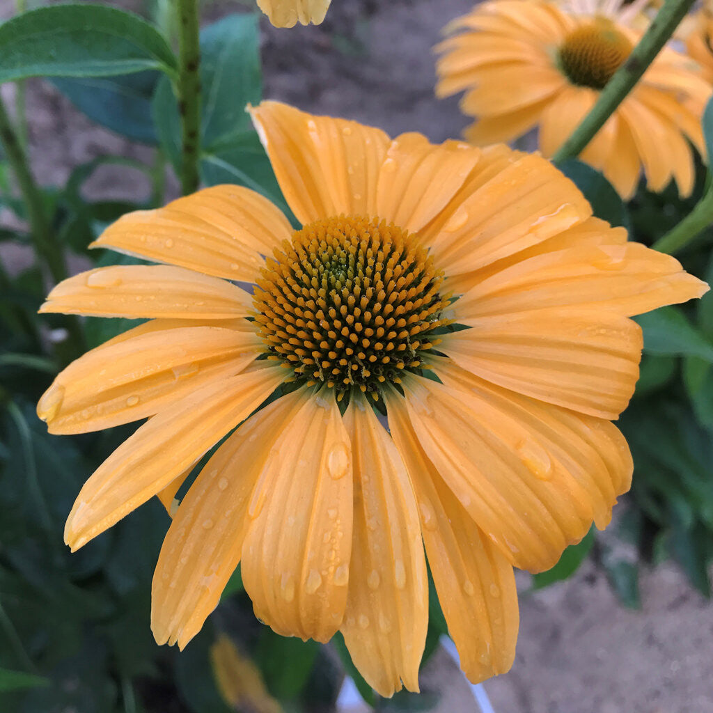 Echinacea COLOR CODED® 'One in a Melon' bloom