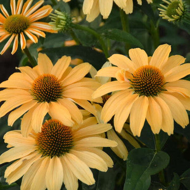 Echinacea COLOR CODED® 'One in a Melon'