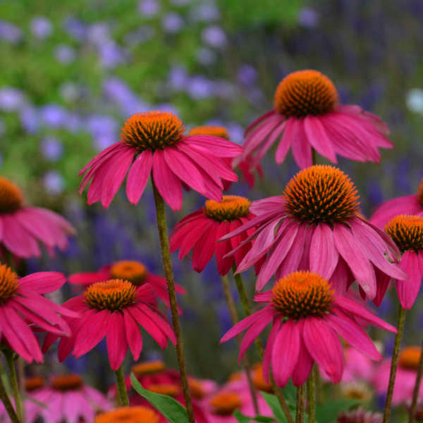 Romence Gardens Echinacea purpurea Pow Wow