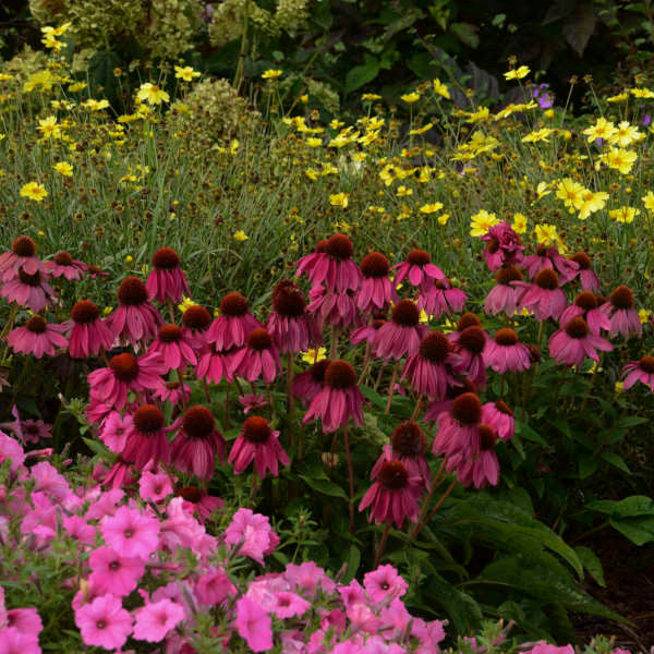 Romence Gardens Echinacea purpurea Pow Wow - Thumbnail 3
