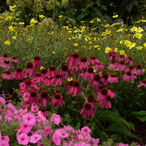 Echinacea purpurea 'POW WOW™ Wild Berry'