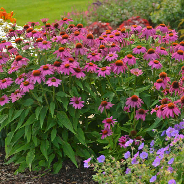 Romence Gardens Echinacea purpurea Pow Wow - Thumbnail 2