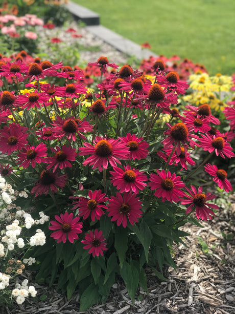 Echinacea 'KISMET® Raspberry'