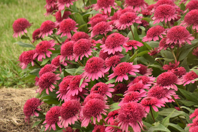 Echinacea DOUBLE CODED™ 'Raspberry Beret' in landscape