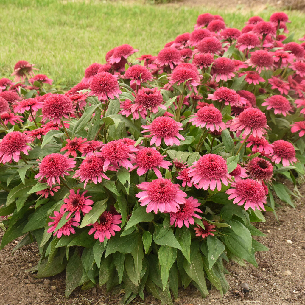 Echinacea DOUBLE CODED™ 'Raspberry Beret' in landscape