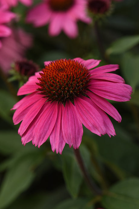 Echinacea hybrida Sombrero® 'Rosada'