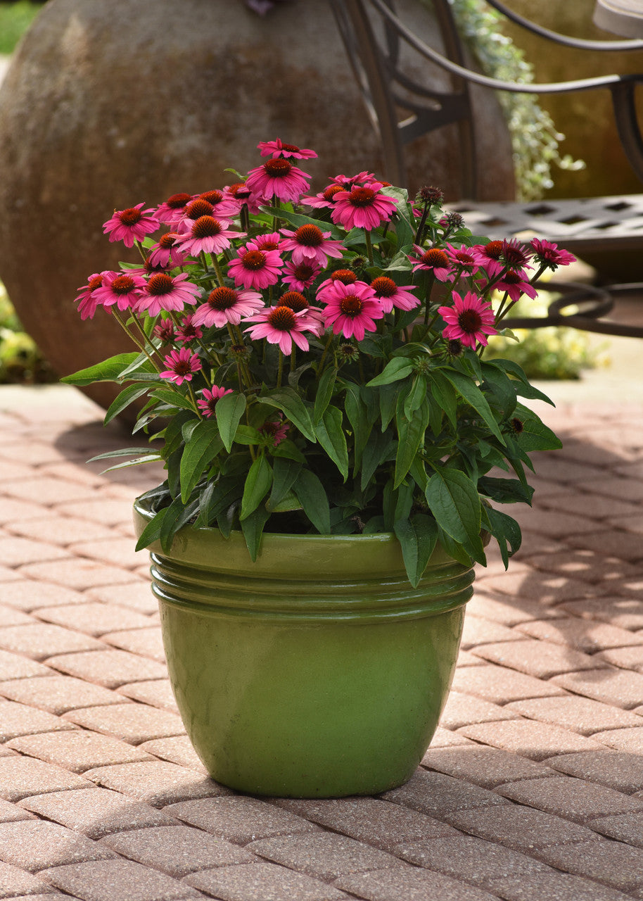 Echinacea hybrida Sombrero® 'Rosada'