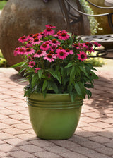 Echinacea hybrida Sombrero® 'Rosada'